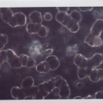 DF3
