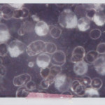 DF6